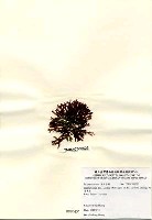 硬盾果藻藏品圖，第2張